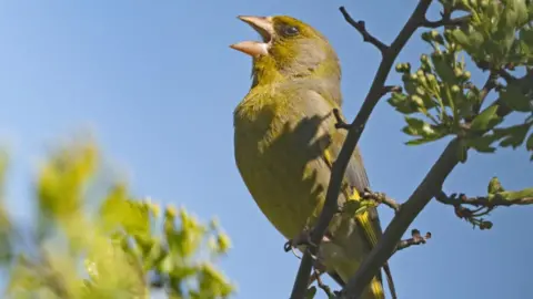 Getty Images Greenfinch