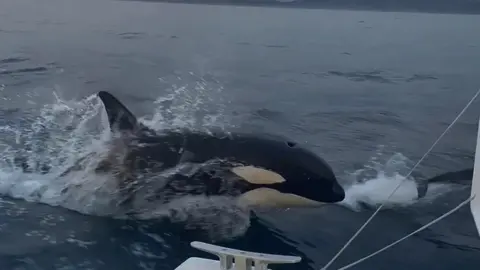 GTOA An Iberian orca interacting with a sailing boat