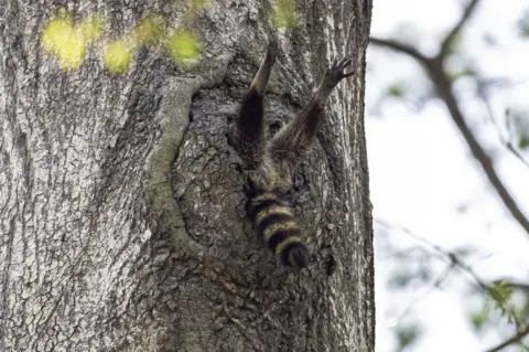 Charlie Davidson A raccoon with its legs sticking out of a hole in a tree