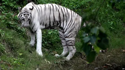 AFP File photo of White tiger in Kolkata zoo