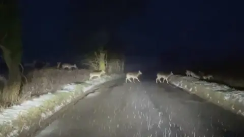 Deer crossing the road