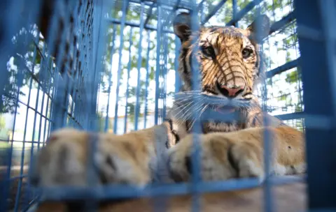 Getty Images A rescued tiger from the Magic Zoo, in transit through Turkey