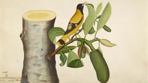 BBC Zain Ud din’s portrait of black headed oriole