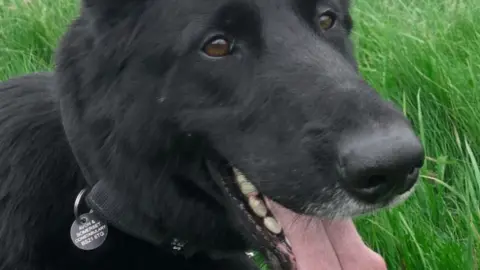 Avon and Somerset Police Avon and Somerset Police dog Jet