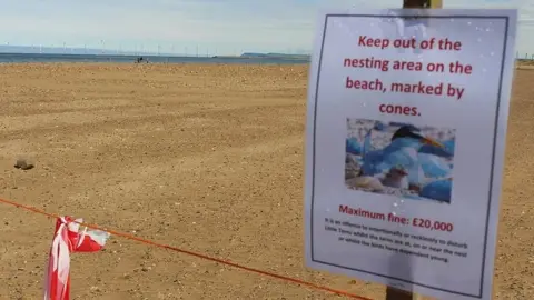 Hartlepool Borough Council The little tern nesting site at Seaton Carew in June 2019