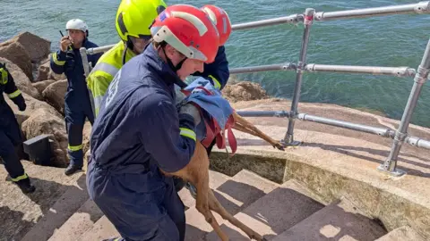 Rescuers wearing hard hats are standing on steps next to the water after rescuing the deer. Three men are walking up the stairs holding the animal. It has been wrapped in a towel. Metal barriers are running down the side of the steps.