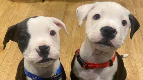 Celandine Wood Animal Rescue Puppies 