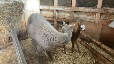 Wayne Bavin/BBC White alpaca Alina in her stall stands in straw with her head turned away from the camera. Her son, a small brown alpaca with a white face stands behind her with his ears pricked.