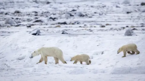 Dave Sandford / Discover Churchill A mother polar bear walks in the snow with two cubs behind her 