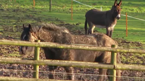 The picture shows two animals in a fenced field. A muddy, thick‑coated horse stands in the foreground beside a wooden fence. Further back, a donkey stands on slightly higher ground, looking towards the camera. 