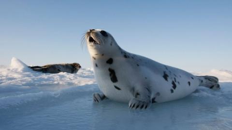 Plastic fragment found stuck in dead harp seal's stomach - BBC News