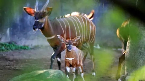 Getty Images Eastern bongos in Sydney's Taronga zoo