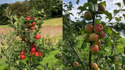 Aberystwyth University The Jane (left) and Kennedy’s Late (right) are a cider apples found in Wales