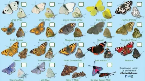 PA Butterfly chart