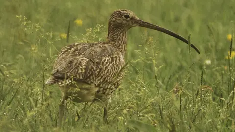 Tom Streeter Curlew