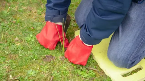 Nottinghamshire Wildlife Trust Crocus planting