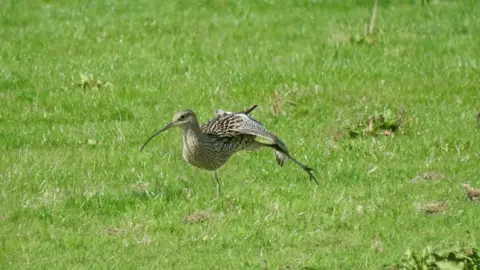 Julie Cuthbert Curlew at Waterstock flood meadows