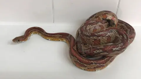 RSPCA Corn snake