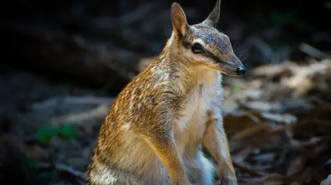 Close up of a numbat