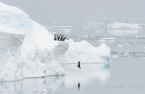 Stefan Christmann Penguins stand on the edge of an iceberg and one jumps in