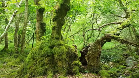 WOODLAND TRUST The Burnbanks Oak in Cumbria