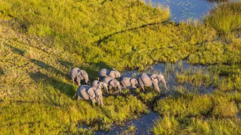 Getty Images Elephants in the Okavango Delta