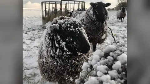 Hanna Bertorelli Black sheep eating in the snow