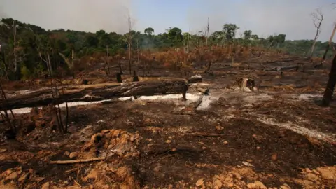 Getty Images Deforestation in the Amazon