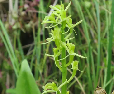 Hugh Venables/Geograph Fen orchid