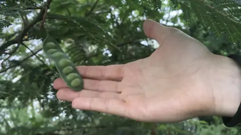 Legume plant