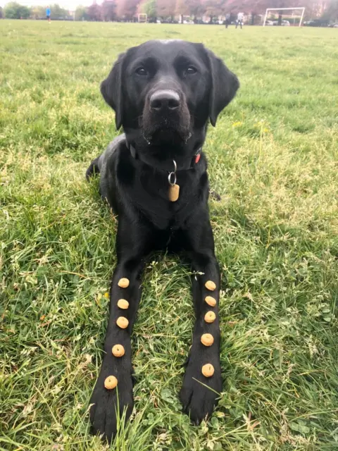 Guide Dogs Cymru Clover with food on his legs