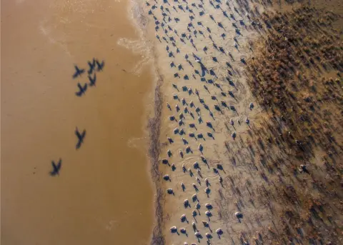 Csaba Daroczi A drone view of geese around a lake