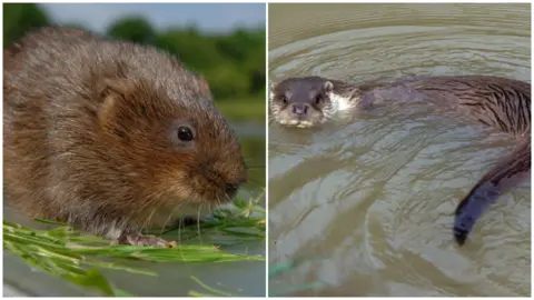 PA/Getty Images A water vole and an otter