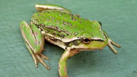 Dave Young Warty swamp frog
