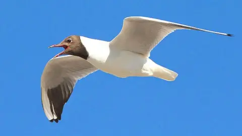 Getty Images Black-headed gull