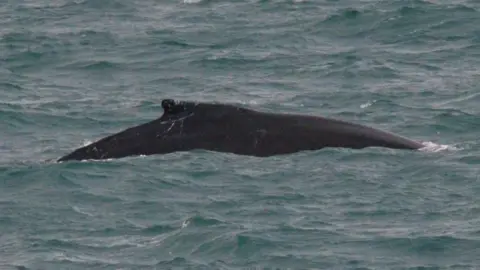 Martin Goodey Humpback whale