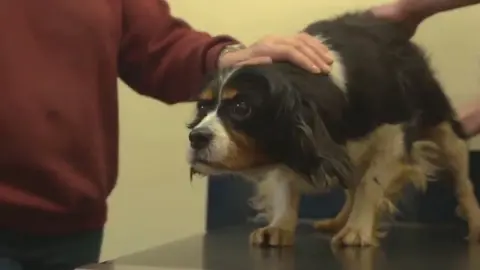 A former breeding dog called Olwyn, on a table at the vets. She was sold to a BBC undercover team from a puppy farm in west Wales