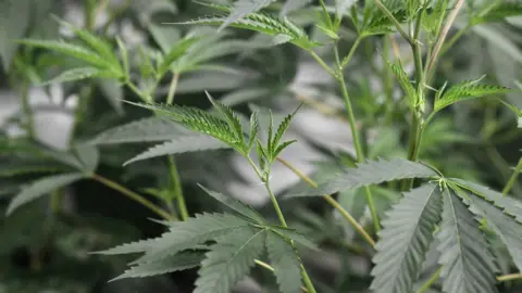 AFP Cannabis plant