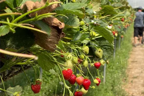 Starkeys Strawberries growing