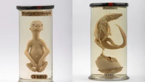 Hunterian Museum sloth foetus in a jar and a crocodile in a jar