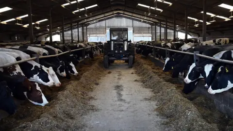 PAUL ELLIS/afp/getty images Cows in a shed