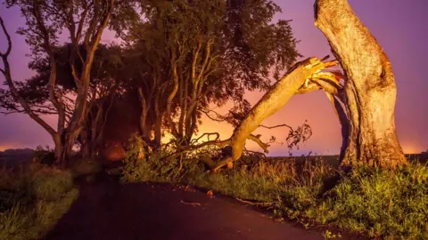 Kevin McAuley A large branch of one of the trees fell onto the Bregagh Road in July 2016