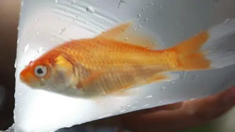 BBC Goldfish