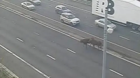 National Highways Cows on M1