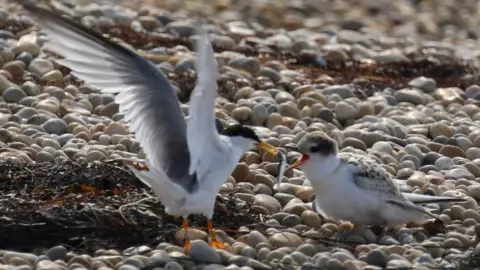 RSPB An adult little tern feeding a chick with a small fish on a pebble beach