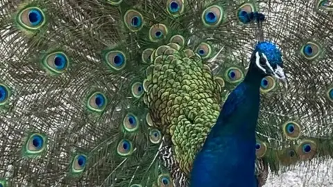 Peacocks of Pittencrieff Park Peacock named Malcom