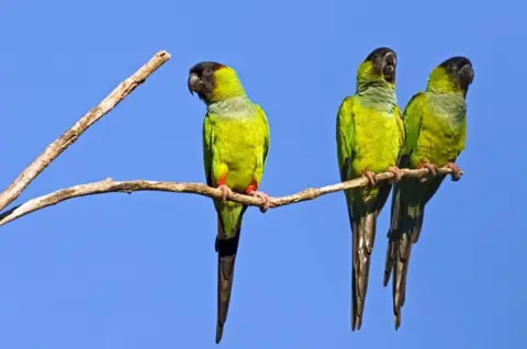 Science Photo Library Black-hooded parakeets also live in the Brazilian Pantanal