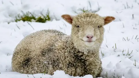 PA Media A lamb sits in a snowy field near Carryduff