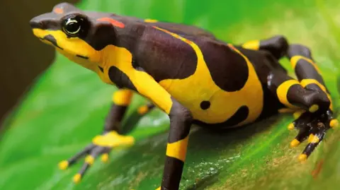 Harlequin toad