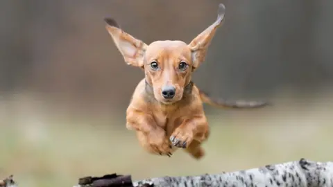 An Olympic rifle shooter is putting his quick reactions to a different use as a dog photographer.